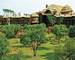 Disney Animal Kingdom Villas