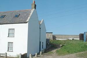 Dolphins