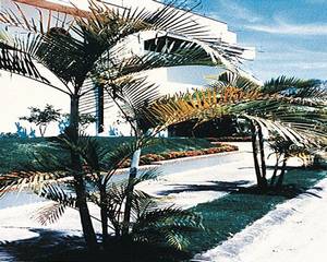 Taranova-Villas Palmas